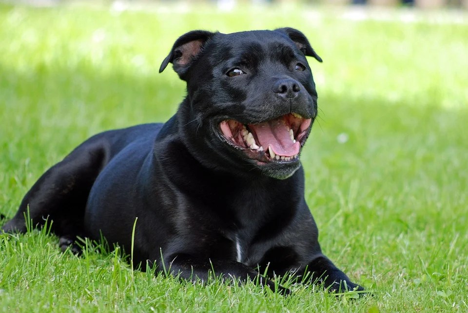 5 Reasons Why Staffies Have the Biggest Smiles Iconic Paw