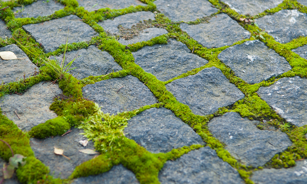 Moos- Und Algenentfernung - Idealclean Blog