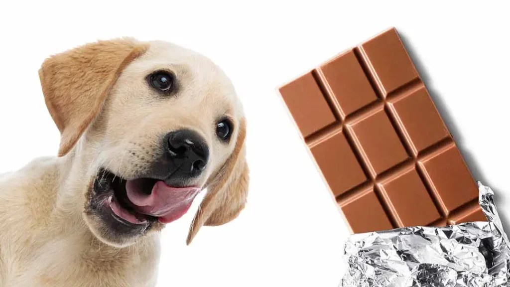 Apakah Anjing Boleh Makan Coklat? Ini Penjelasannya