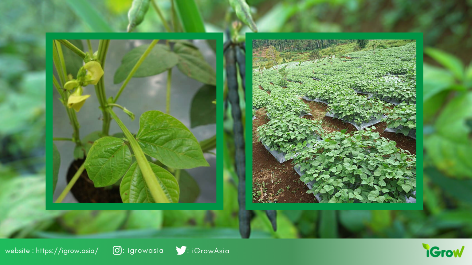 Potensi Budidaya Kacang Hijau di Desa Lemah Sugih, Majalengka Jawa