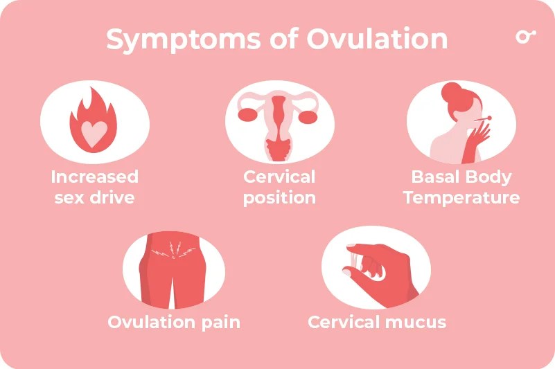 Implantation Bleeding Or Ovulation Spotting