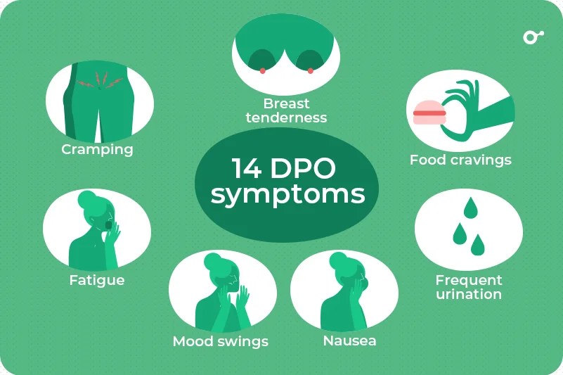 14 DPO Symptoms What to Expect at 14 Days Past Ovulation Inito(01)