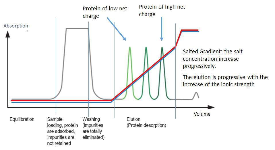 Analysis & purification of proteins all about Ion Exchange