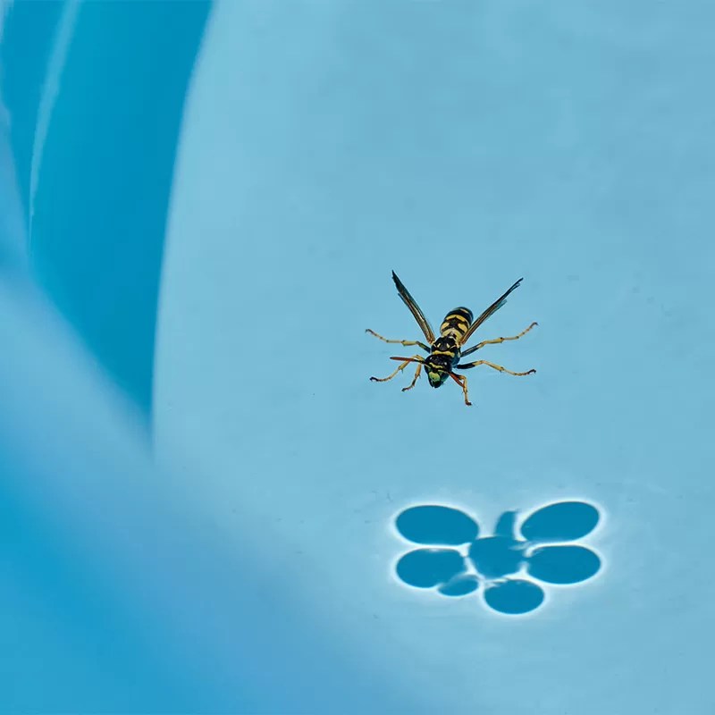 How to Keep Bees Away From Your Pool