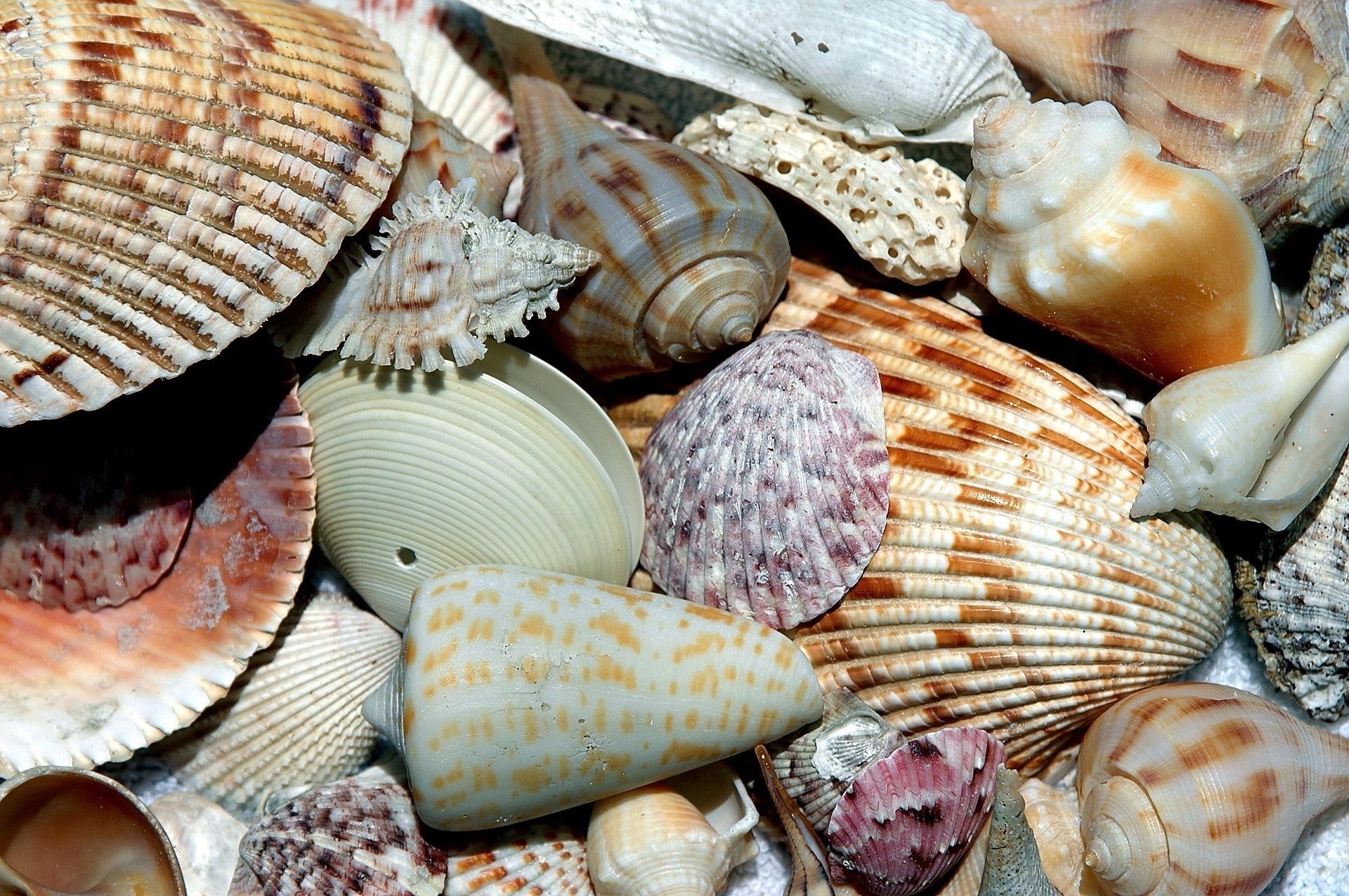 Shelling On Sanibel Island 2024 Raye Elfrieda
