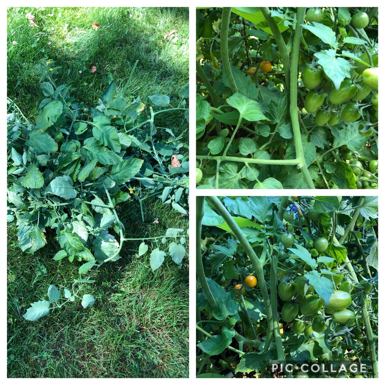 Pruning Overgrown Tomatoes JennieB Coaching