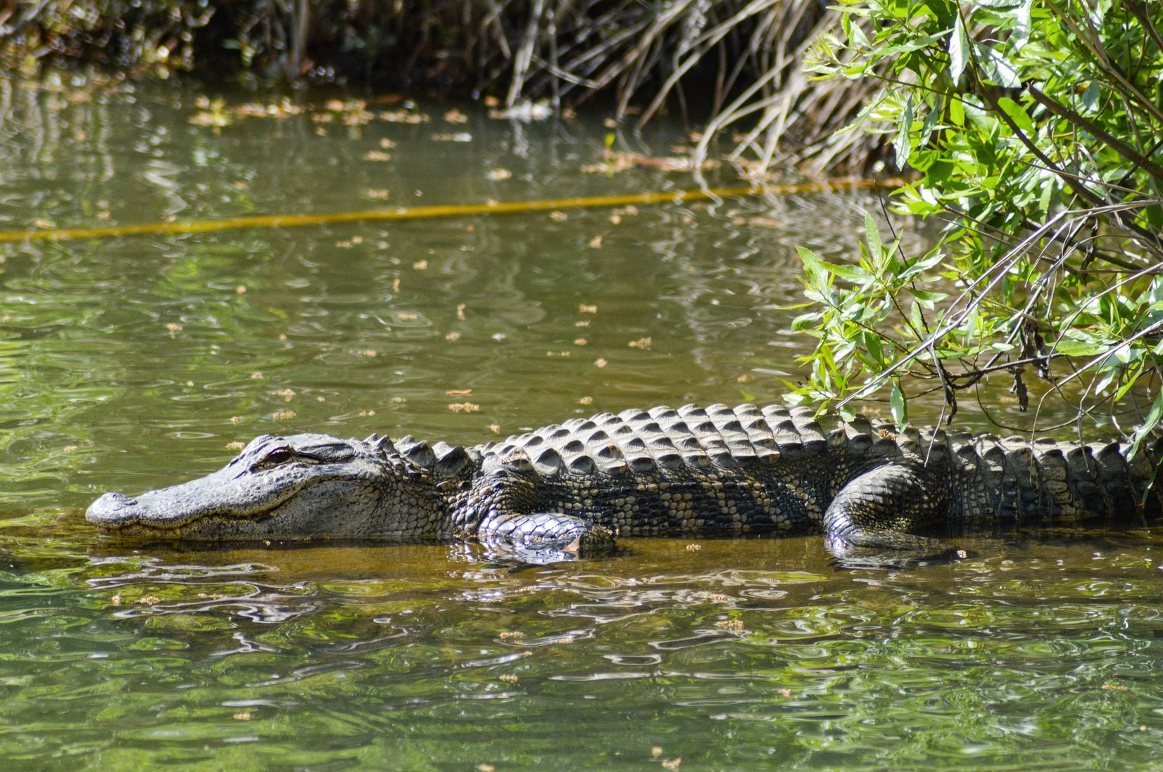 Where To See Alligators In New Orleans | Airboat Tours In New Orleans What's The Best Time Of Year To Go On A Swamp Tour? | Joieful