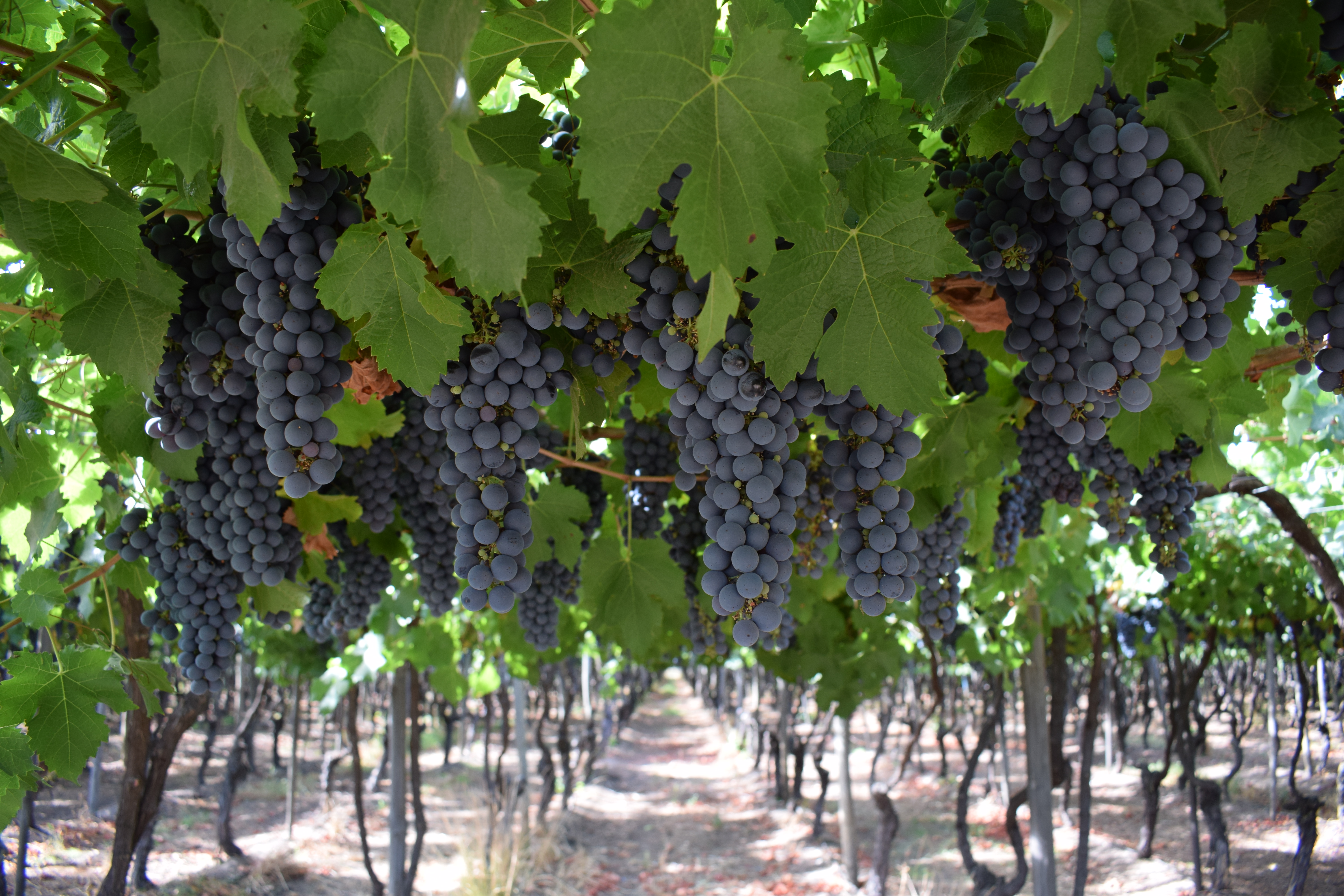 Musto Wine Grape Company, LLC. Blog Where WineMaking is a