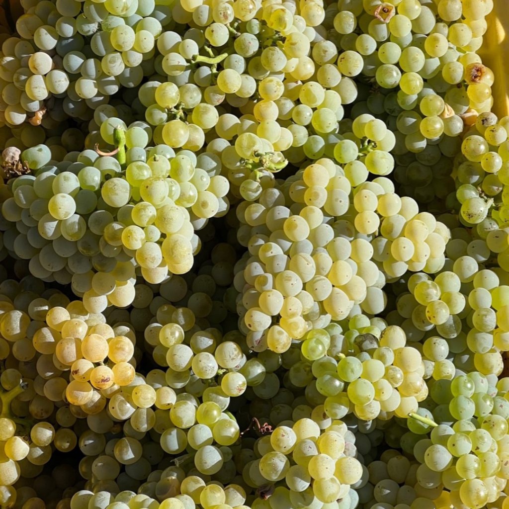 A new grape has been added to our winemaking portfolio, Grenache Blanc
