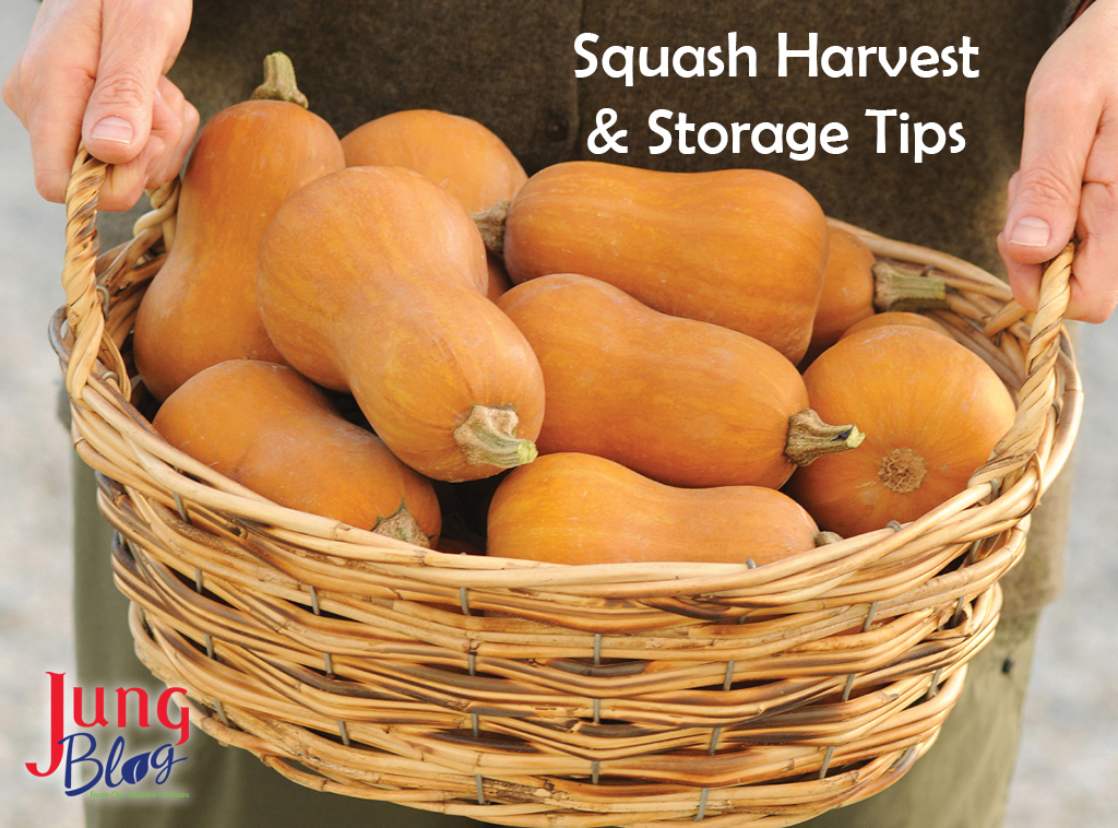 Squash Harvest & Storage Tips Jung Seed’s Gardening Blog