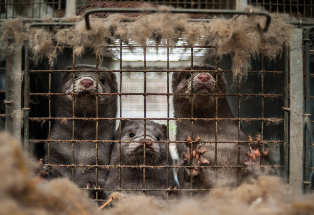 Investigation Reveals Evidence of Extreme Animal Suffering at Multiple