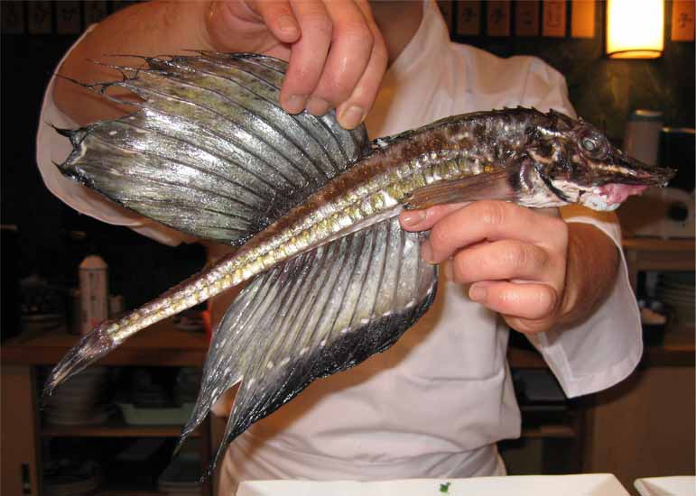 ギョッとする魚，八角（ハッカク） 鮨，寿司，うまいすし，ラーメン，うどん，そば，美味いもの，グルメ京都情報大学院大学