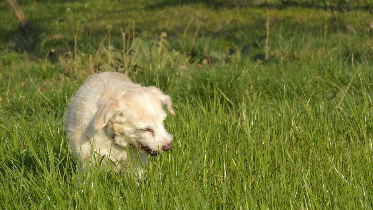 Mon chien mange de l'herbe pourquoi il fait ça?