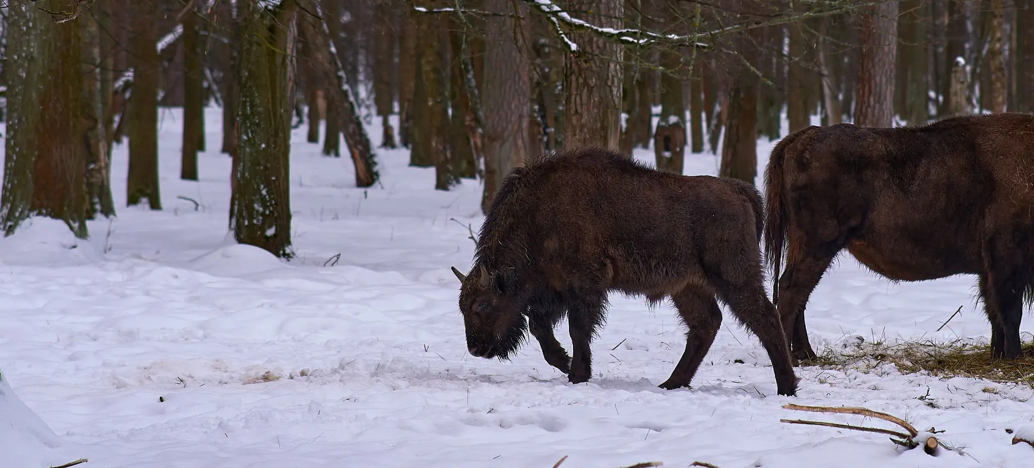 Зубренок. Viltrox 85mm. f/2.5, 1/420.