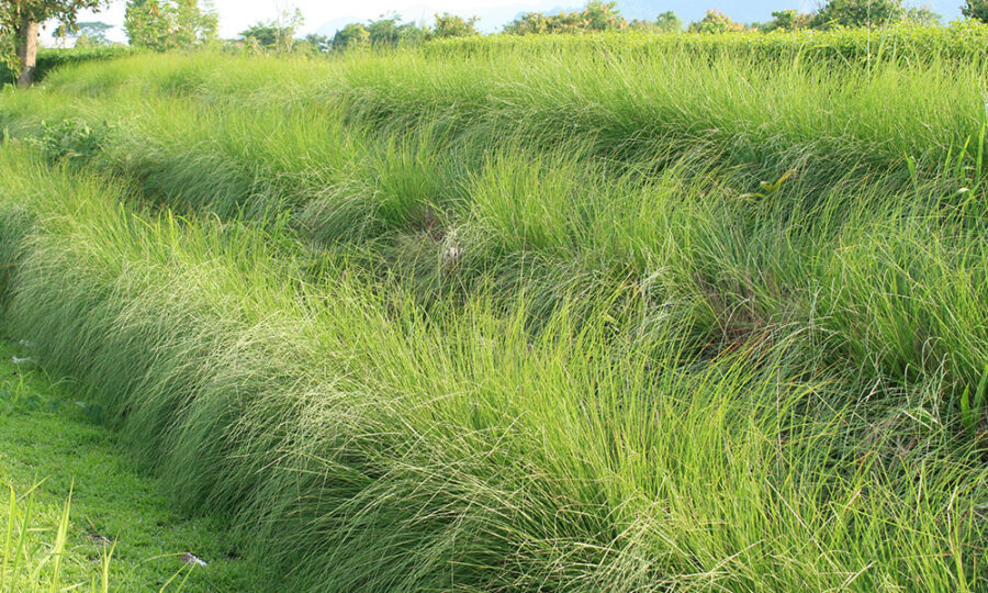 What Does Vetiver Smell Like? LAFCO New York