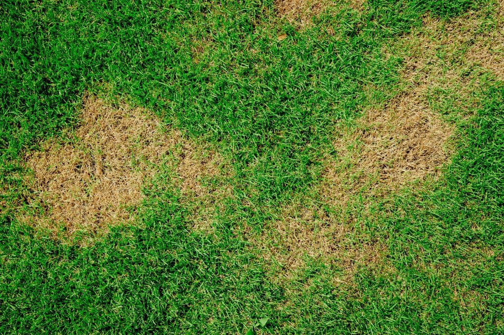 Lawn Care What’s Discoloring the Grass? The Edge from the National
