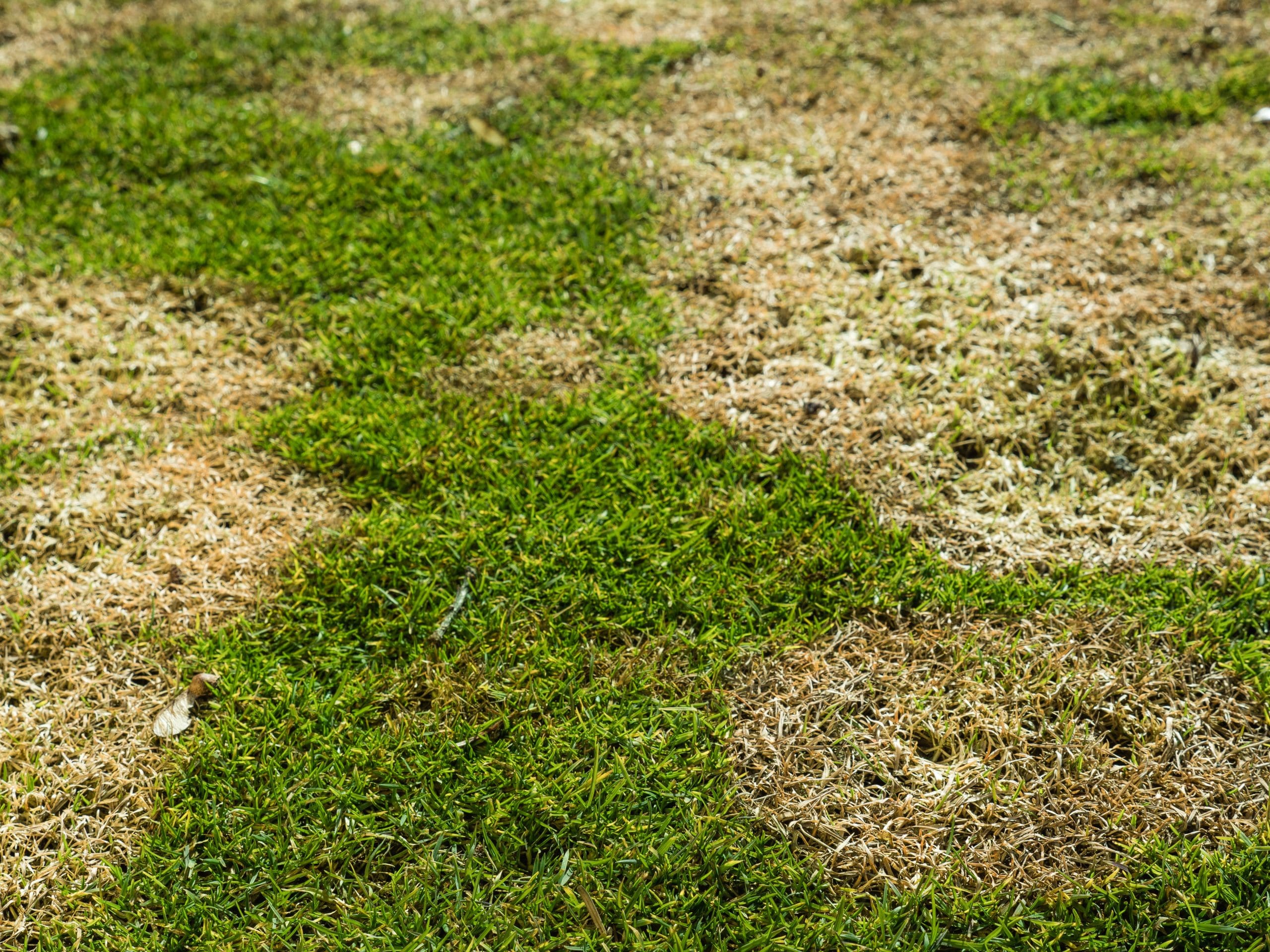 Lawn Care Solutions for Snow Mold The Edge from the National