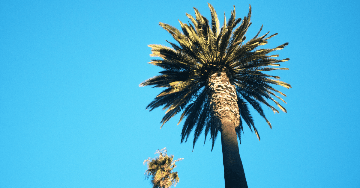 Palm Trees and the Quest for Shade in Southern California The Edge from the National