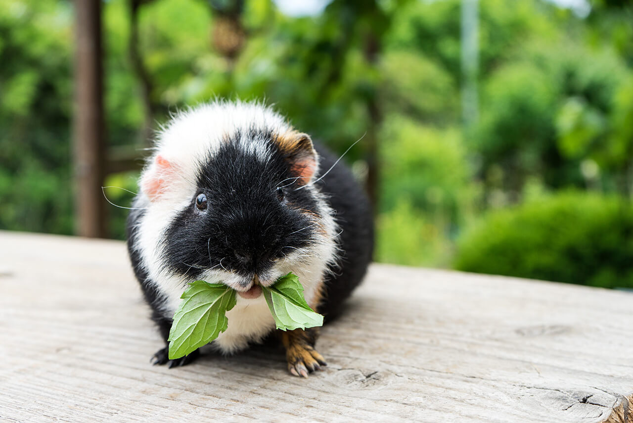 Guinea Pigs Vitamin C RDA > Humans RDA LivOn Labs