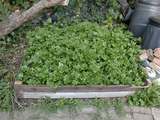 CIMG0529 (Custom).JPG