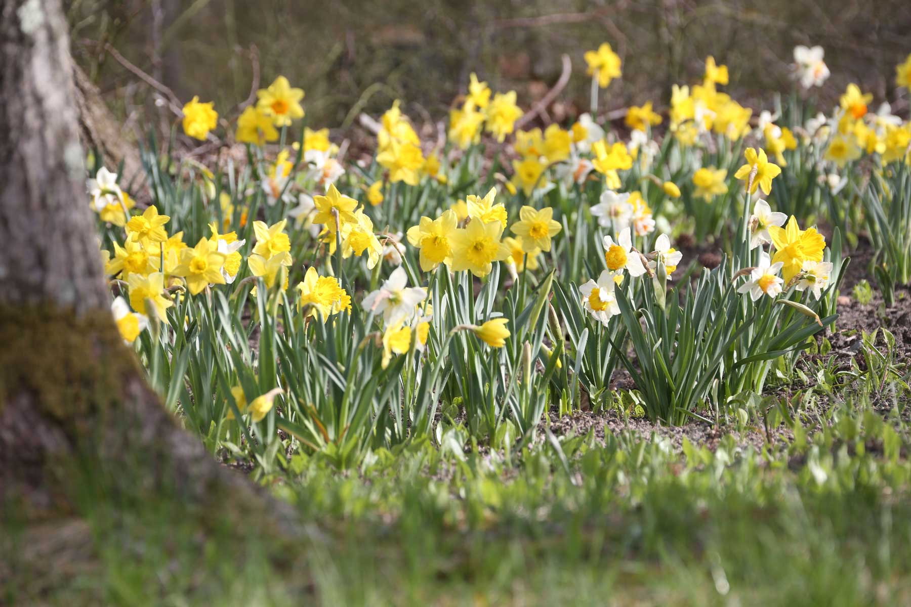 Best Daffodils for Naturalizing Longfield Gardens