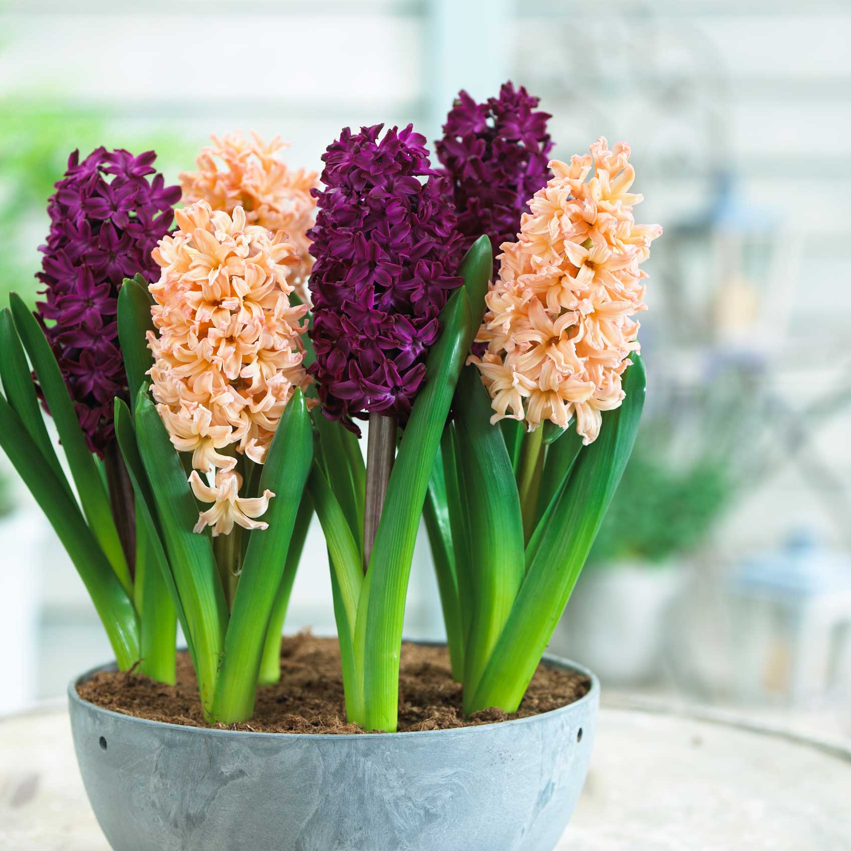 How to Have Hyacinth Bulbs Blooming in February Garden