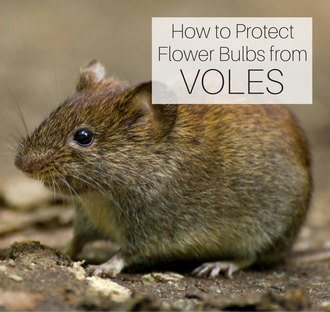 How to Protect Flower Bulbs from Voles Longfield Gardens