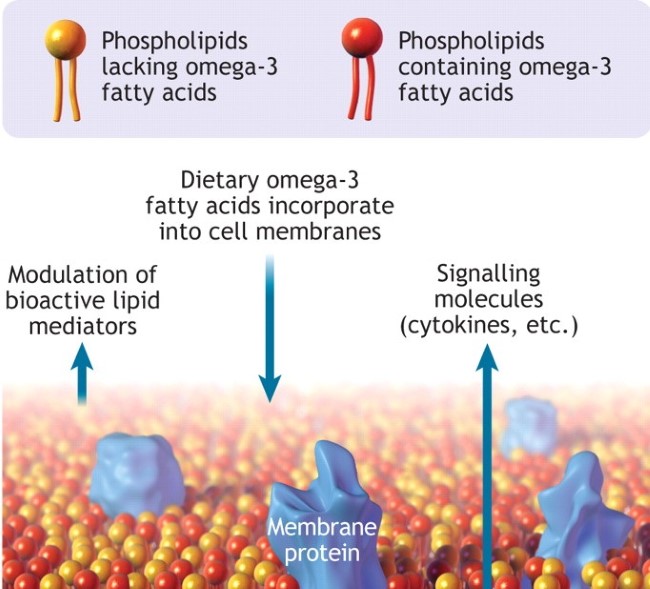 Why is Omega 3 and Omega 6 important MD