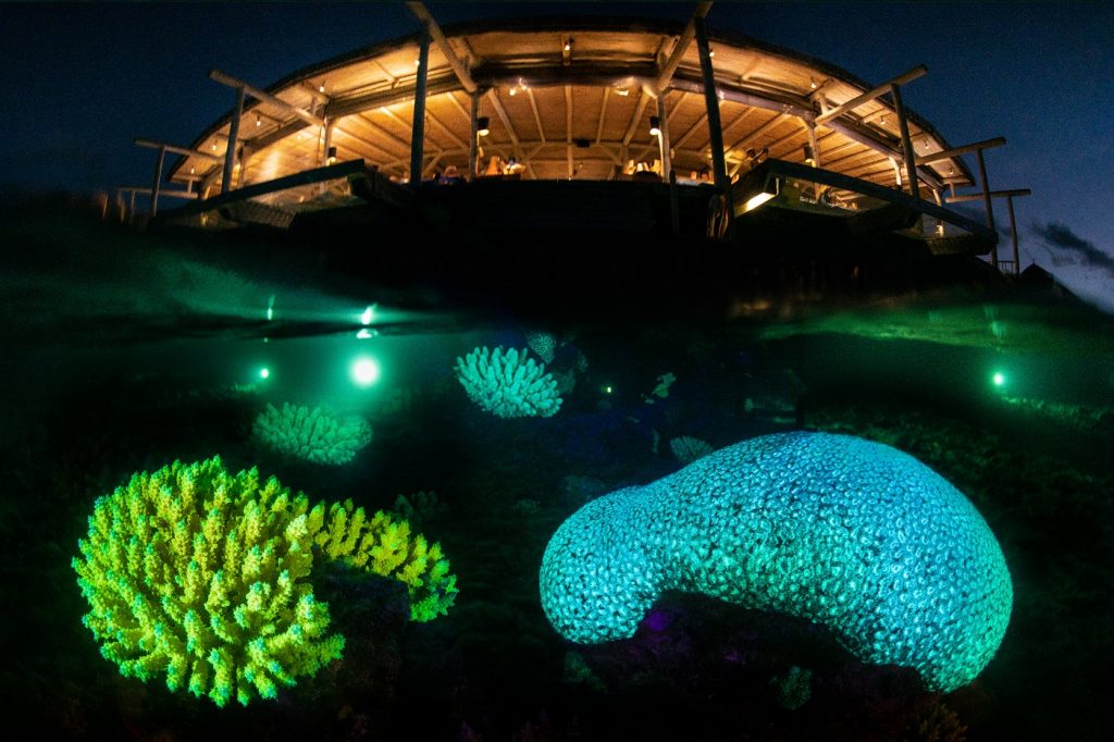 Glow in the Dark • Mares Scuba Diving Blog