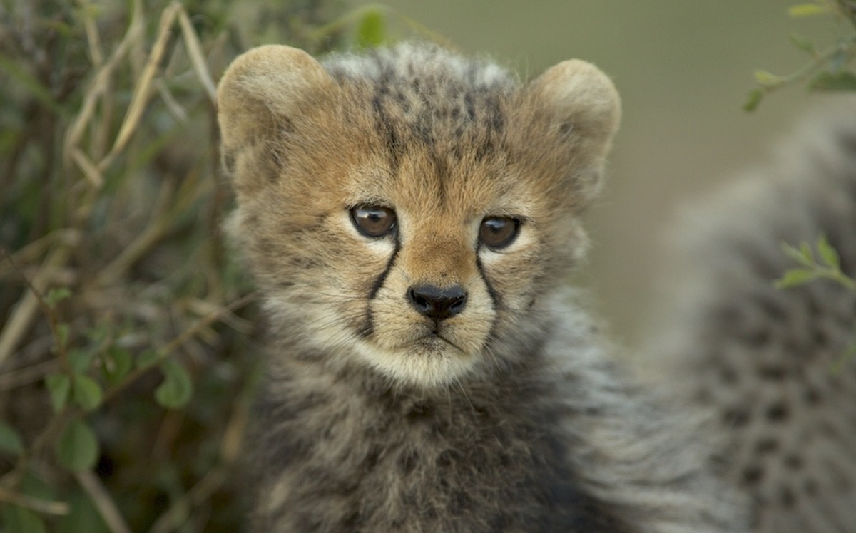 Der Kleine Gepard Und Eine Ostergeschichte Im Jahre 2020 Blog Matto Barfuss