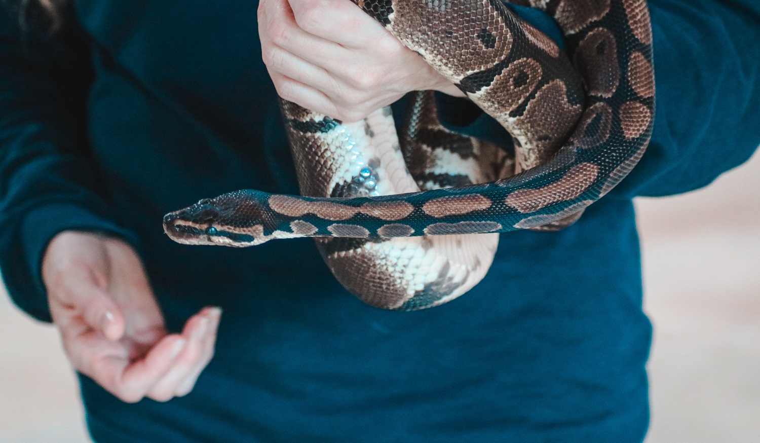 Having a snake as a pet