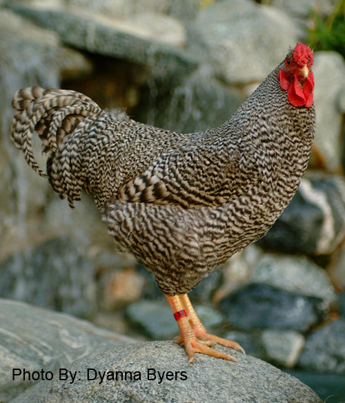 dominique_chicken McMurray Hatchery Blog