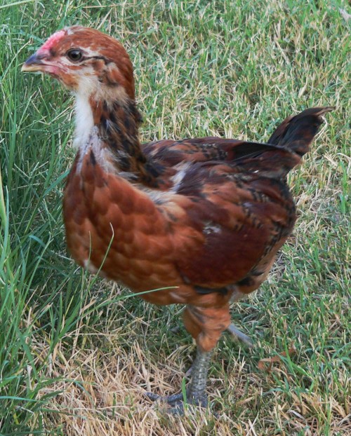 00013 McMurray Hatchery Blog