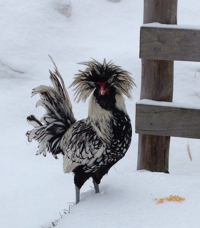 2014 Winter Photo Contest Winners McMurray Hatchery Blog