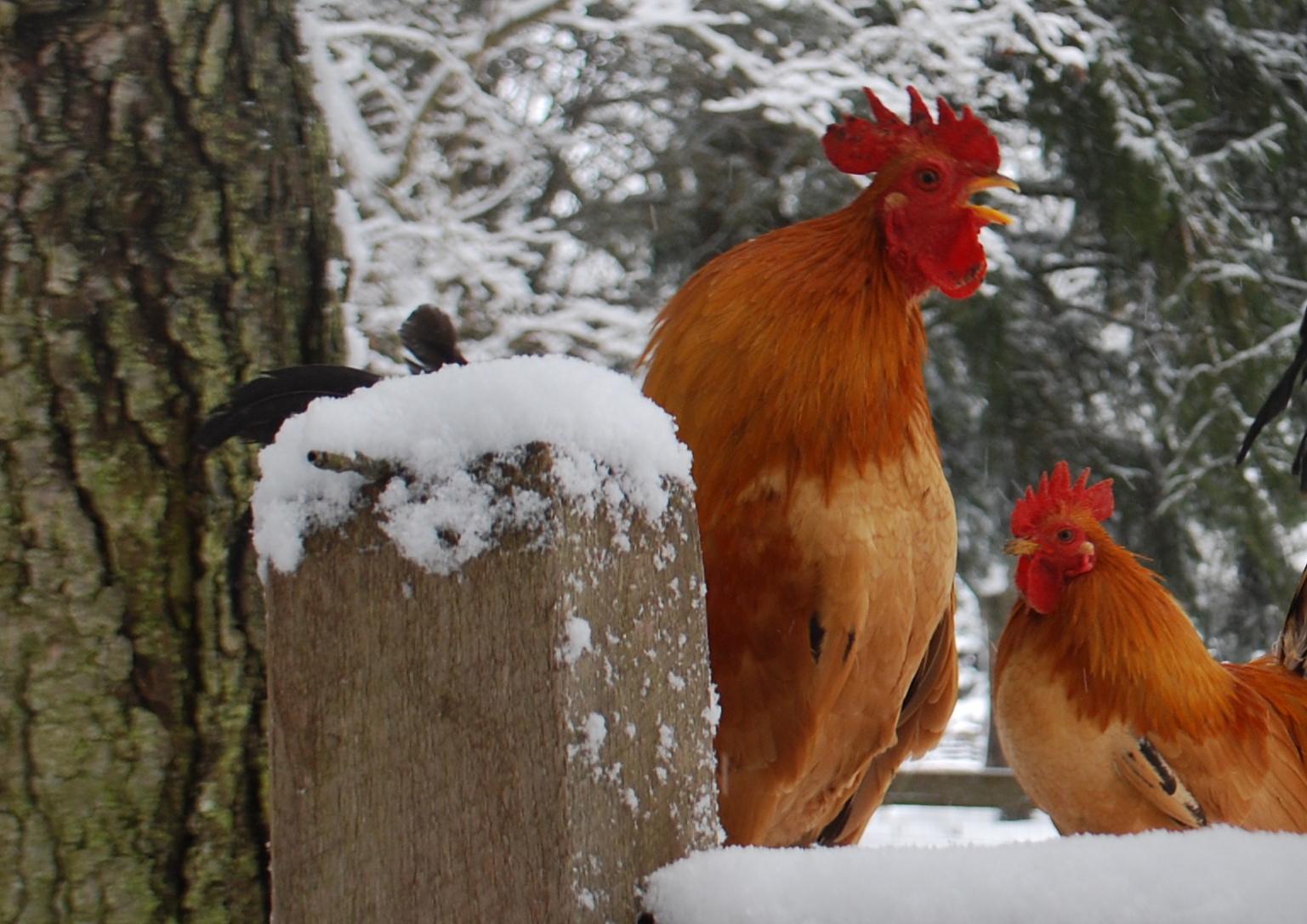 2014 Winter Photo Contest Winners McMurray Hatchery Blog