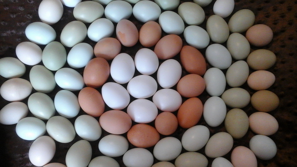 How to Wash Chicken Eggs McMurray Hatchery Blog