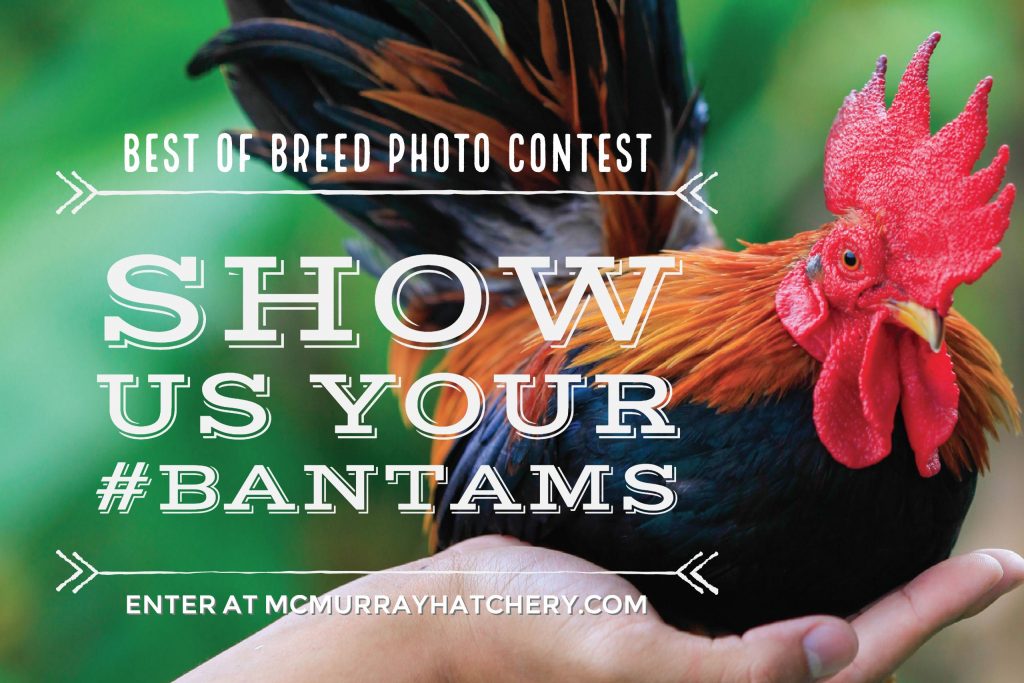 2017 Best of Breeds Photo Contest Bantams McMurray Hatchery Blog