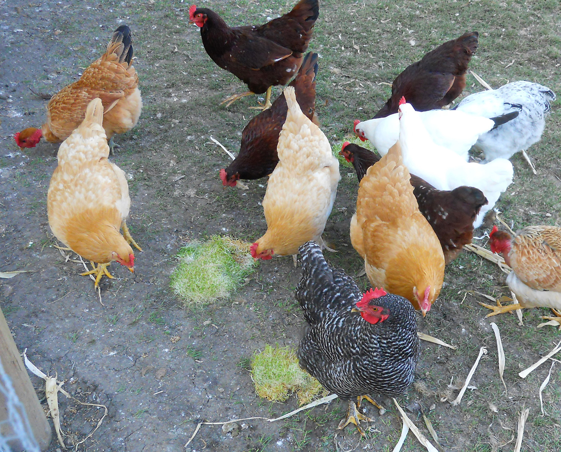 Chicken Boredom Busters McMurray Hatchery Blog