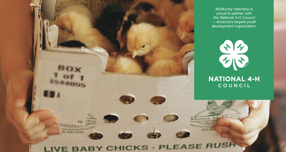 McMurray Hatchery Customers Support 4H McMurray Hatchery Blog