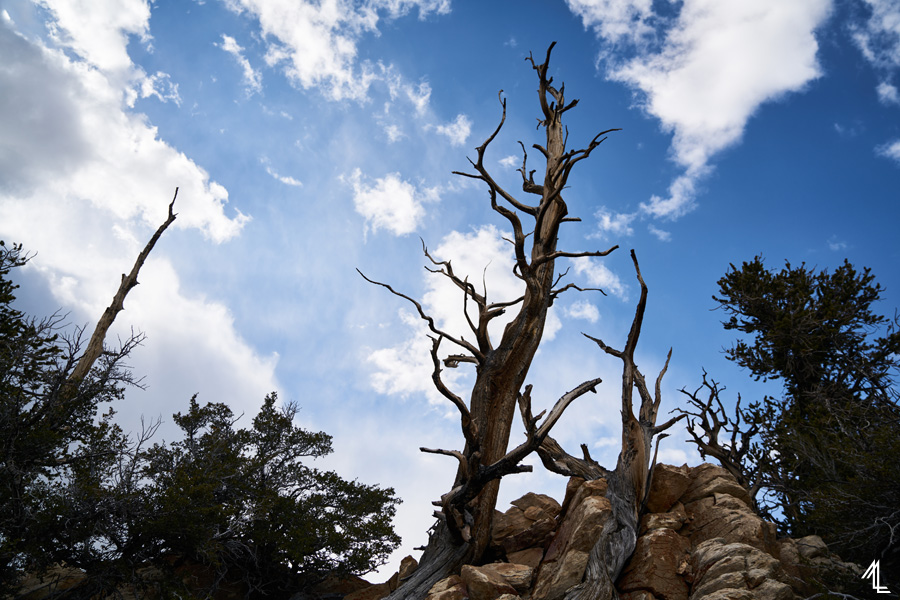 Ancient Bristlecone Pine Forest by Melly Lee (mellylee.com)