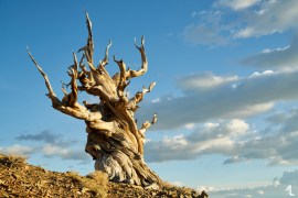Ancient Bristlecone Pine Forest by Melly Lee (mellylee.com)