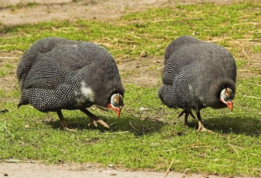 Raising Guinea Fowl In your Flock Meyer Hatchery Blog 2017