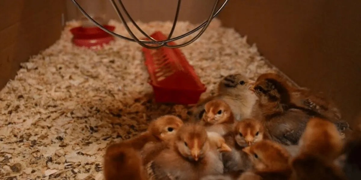 All About Brooders For Your New Poultry Meyer Hatchery Blog