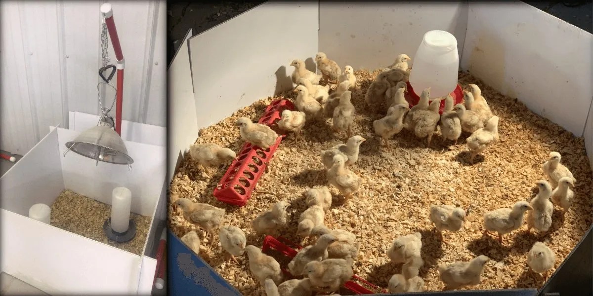 All About Brooders For Your New Poultry Meyer Hatchery Blog