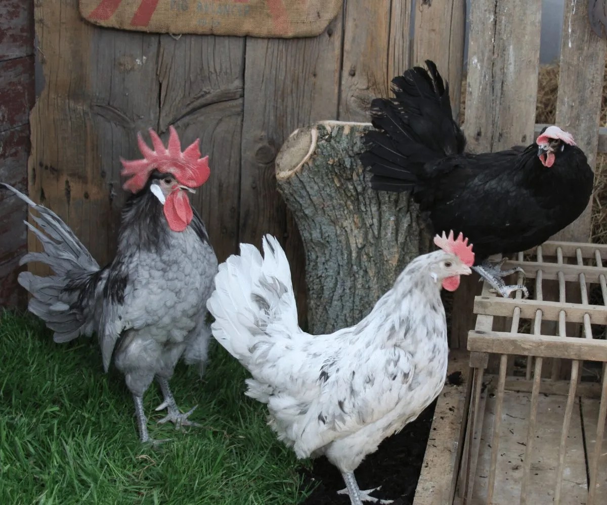 Chicken Breeds That Handle Winter Well Meyer Hatchery Blog