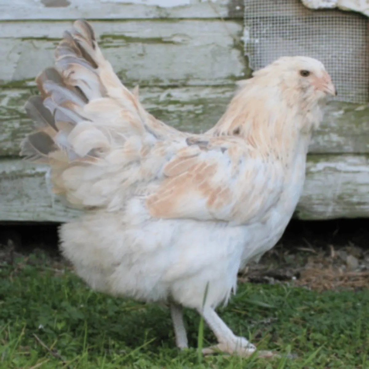 Chicken Breeds That Handle Winter Well Meyer Hatchery Blog