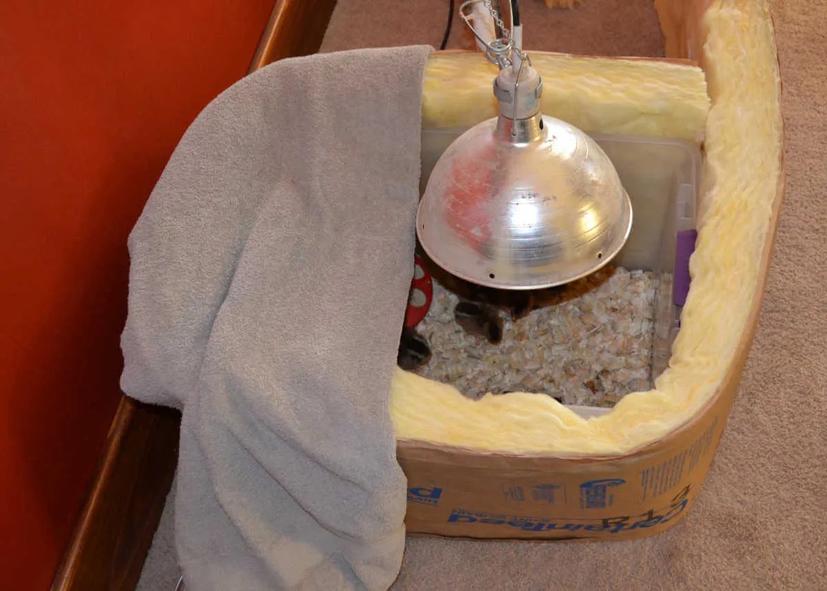 Surviving A Power Outage With Young Chicks Meyer Hatchery Blog