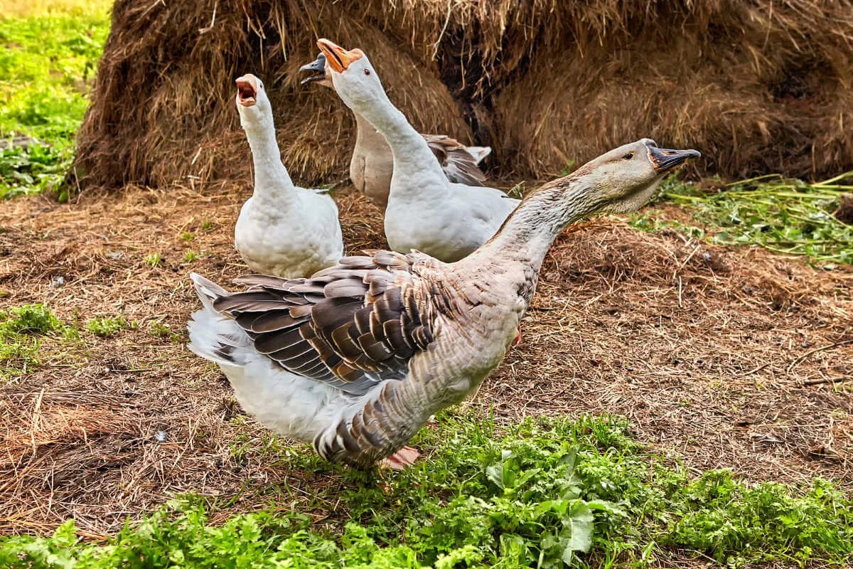 Which Is The Best Goose Breed for Me? Meyer Hatchery Blog
