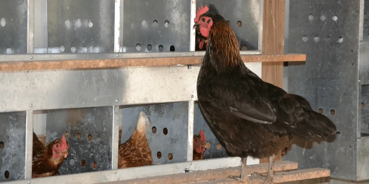 How To Train Hens To Lay In Nest Boxes Meyer Hatchery Blog
