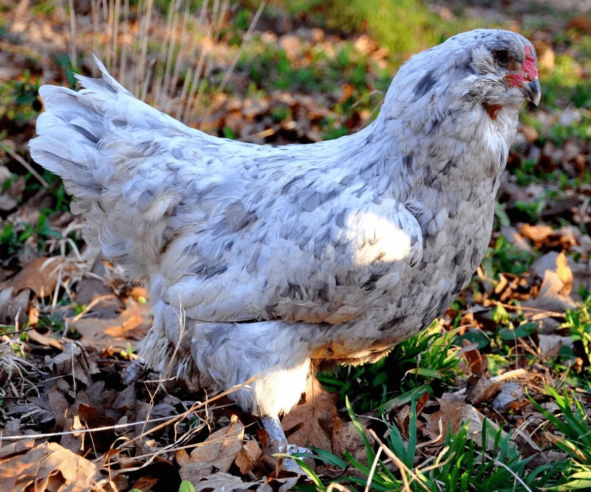 Breed Spotlight The Ameraucana Meyer Hatchery Blog
